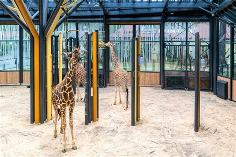 Giraffes In The Aviary Of The Vienna Zoo Stock Photo Image Of Beauty