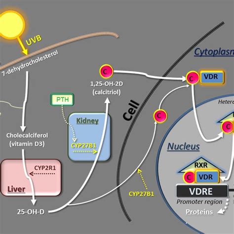 Schematic Representation Of Vitamin D Metabolism Note That At The Download Scientific Diagram