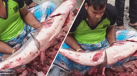 Amazing Fish Cutting Skills Big Ayer Fishcutting Skills In Bangladeshi