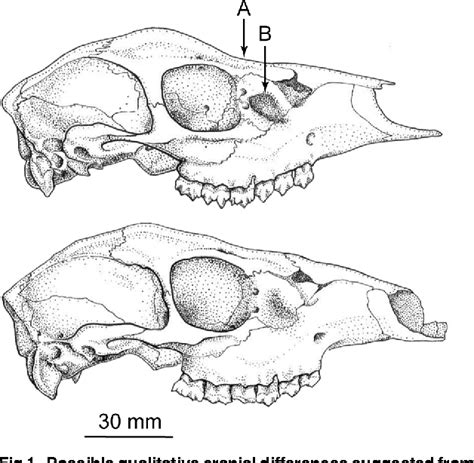 Figure 1 From The Taxonomic Status Of Mazama Bricenii And The