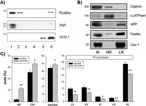 A Western Blot Characterization Of Frontal Cortex Lipid Rafts