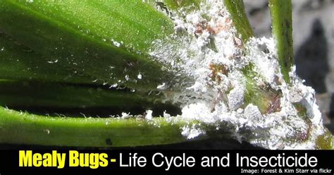 How To Prevent Mealy Bugs On Indoor Plants