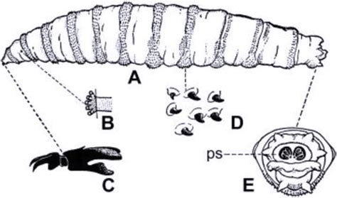 Diptera Anatomy