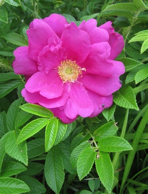 Wild Rose Profile From Wild Foods And Medicines Blog Elise Krohn