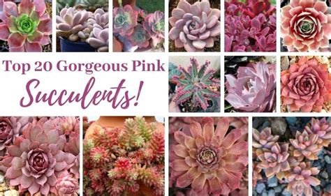 12 Easiest Succulents To Propagate The Succulent Eclectic