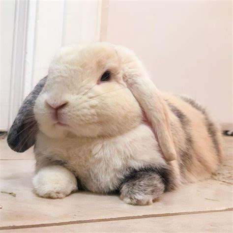 This Cute Rabbit 🐰 : r/cuteanimals