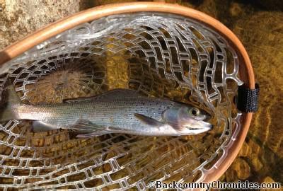 Add Arctic Grayling to Your Fishing Species Life List