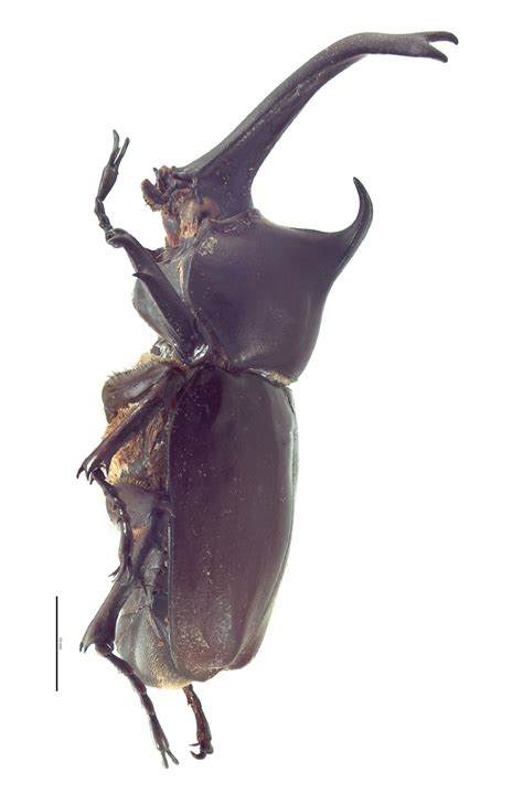 Trypoxylus Dichotomus Hawaiian Scarabs