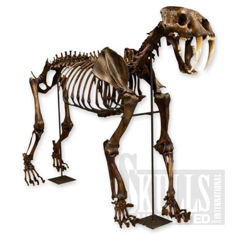 Sabertooth Cat Skeleton Tar Smilodon Californicus Wsc 018t A