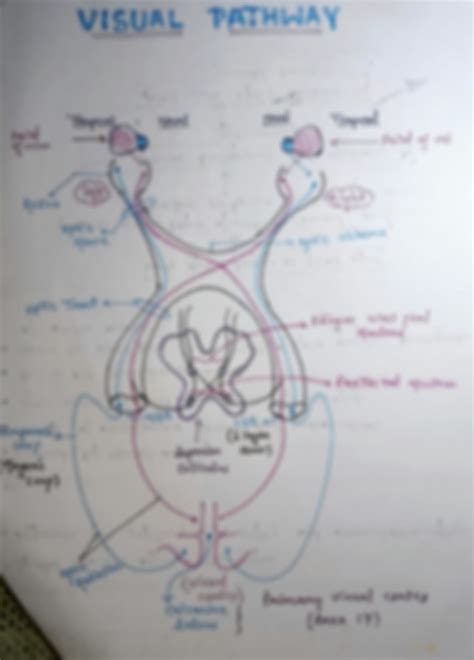 SOLUTION: Cranial nerves anatomy - Studypool