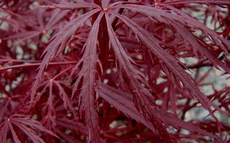 Red Dragon Japanese Maple 3 Gallon Tree Japanese Maples Red Dark Leaf Gardener Direct