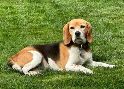 Beagle présentation caractère alimentation et prix