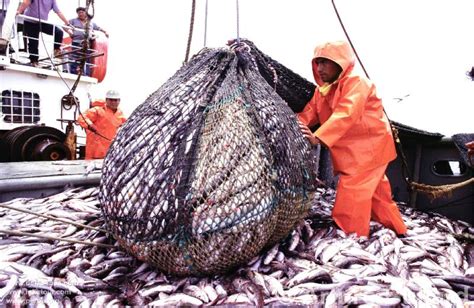 El Futuro De La Harina De Pescado Mercado De Valor O Acuicultura