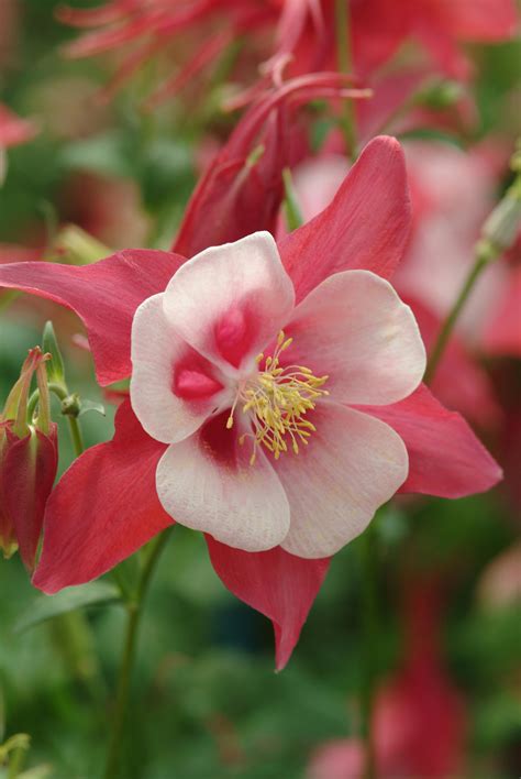 Aquilegia Songbird Cardinal Ball