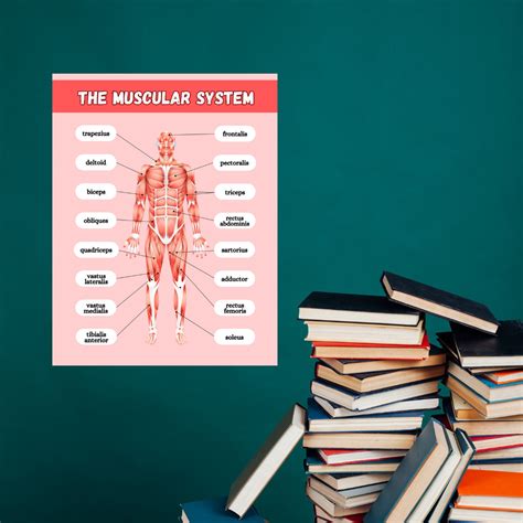 The Muscular System Poster Anatomy Poster Classroom Poster Muscles