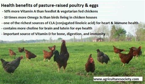 Pasture Raised Chicken Rotational Grazing Joel Salatin Polyface Farm