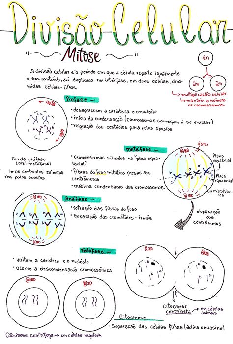 Mapa Mental Sobre Mitose Meiose E Mitose Mitose Enem Porn Sex Picture