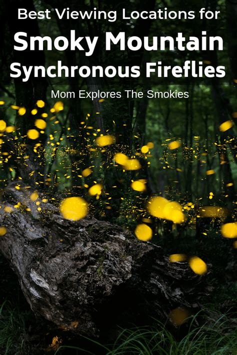 Synchronous Fireflies: Smoky Mountain Viewing Spots - East TN Family Fun