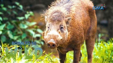 Baboy Ramo Ng Bayawan Nature Reserve Sa Negros Oriental Friendly Raw