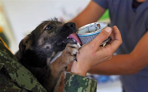 México. Perros callejeros hallan hogar ser rescatados por militares ...