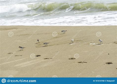 Italy Tuscany Maremma Grosseto Principina Beach A Mare In The