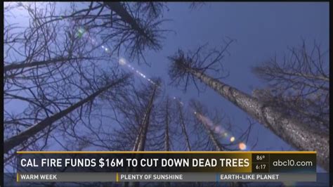 Cal Fire Funds 16 Million To Cut Down Dead Trees