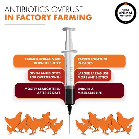 Antimicrobial Resistance And Factory Farms