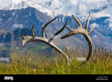 Antlers Hi Res Stock Photography And Images Alamy