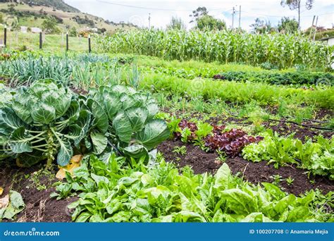 Orchard : Several Types of Vegetables Stock Photo - Image of leaves, irrigation: 100207708