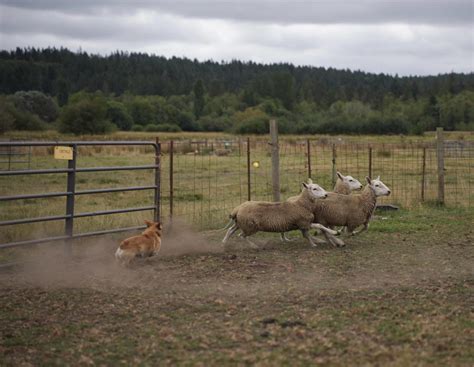 Darwin had the best day ever today! : r/corgi