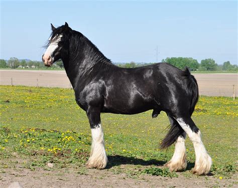 Irish Cob Næbbets Black Spirit Billeder Af Heste Uploaded Af