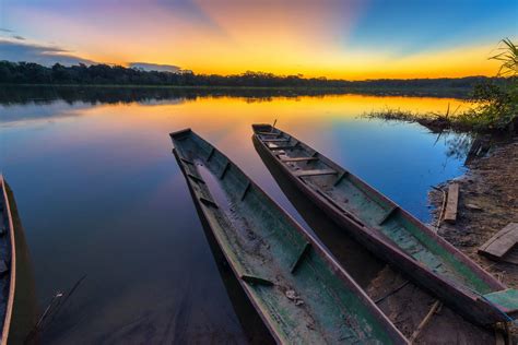 Amazon River Fish The Most Known Amazonian Species