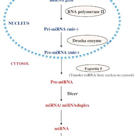 Schematic Overview Of Microrna Biogenesis Download Scientific Diagram