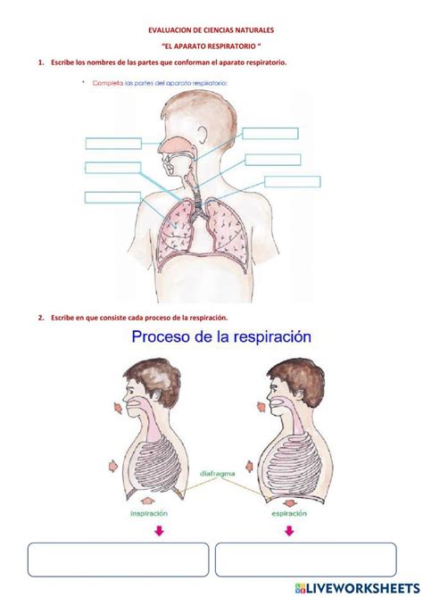 El Aparato Respiratorio Online Exercise For Cuarto De Primaria Live Worksheets