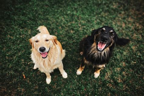 Dos Perros Negros Y Marrones De Pelo Largo · Fotos De Stock Gratuitas