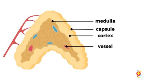 Congenital Adrenal Hyperplasia Dont Forget The Bubbles