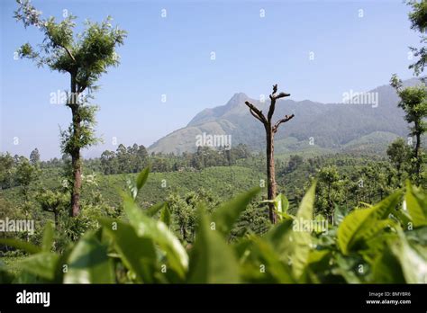 Munnar tea estate - scenic beauty of tea gardens Stock Photo - Alamy