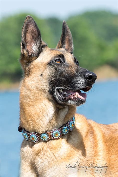 Rainbow Bridge Dog Collar