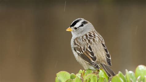 Cute Sparrow Bird In The Rain Nature Photography Backiee