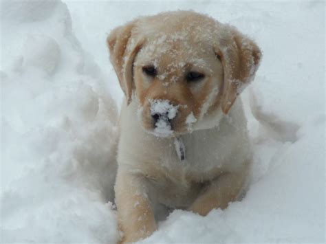 Puppies in Snow Wallpaper - WallpaperSafari