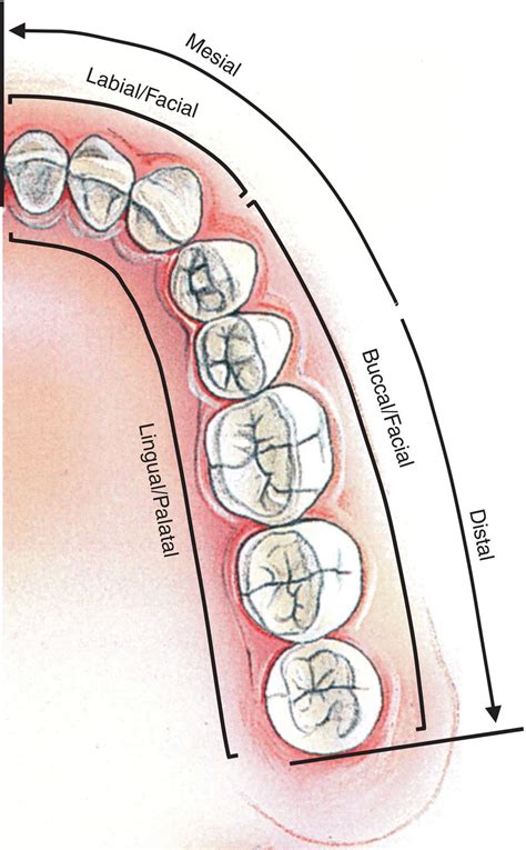 Labeled Tooth Surfaces Diagram