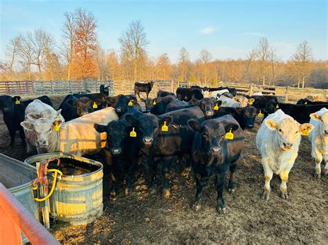 We have 1/2 and whole Grain... - Newton's Farm To Table Beef | Facebook