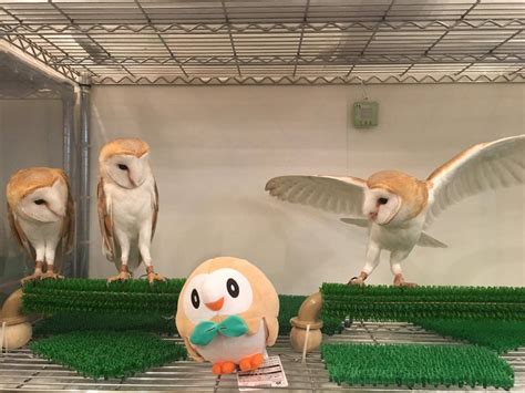 ポケモン「モクロー」と本物のフクロウたちが並んだら違和感無し！新入りみたいになってる ぽけりん＠ポケモンまとめ