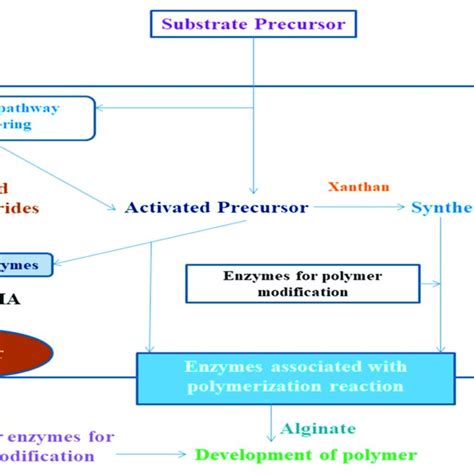 Modification of biopolymer properties by changing the synthesis mechanism. | Download Scientific ...