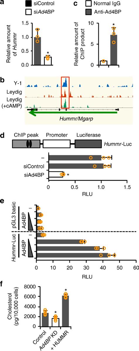 Ad4bp Sf 1 Regulates Cholesterol Synthesis To Boost The Production Of