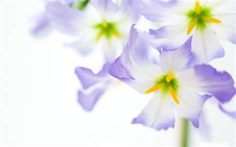Purple Flower White Backgrounds - Wallpaper Cave
