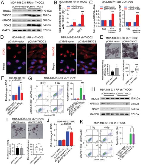 THOC2 Promotes Stemness And Radioresistance Of TNBC Cells In A