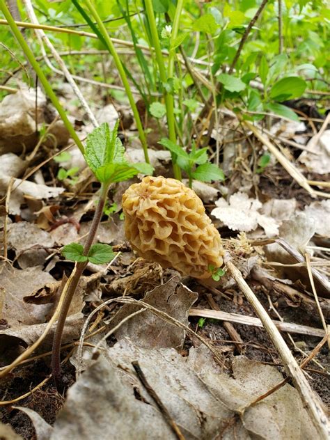 White Morel From Highwood St Paul Mn Usa On May At Pm