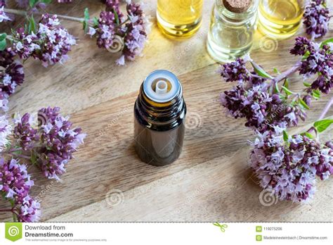 A Bottle Of Oregano Essential Oil With Fresh Blooming Oregano Stock