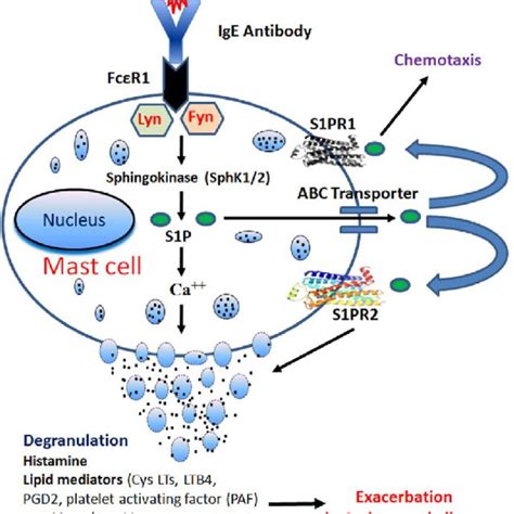 Regulation Of Sphingosine 1 Phosphate Ceramide And Sphingosine 1 Download Scientific Diagram